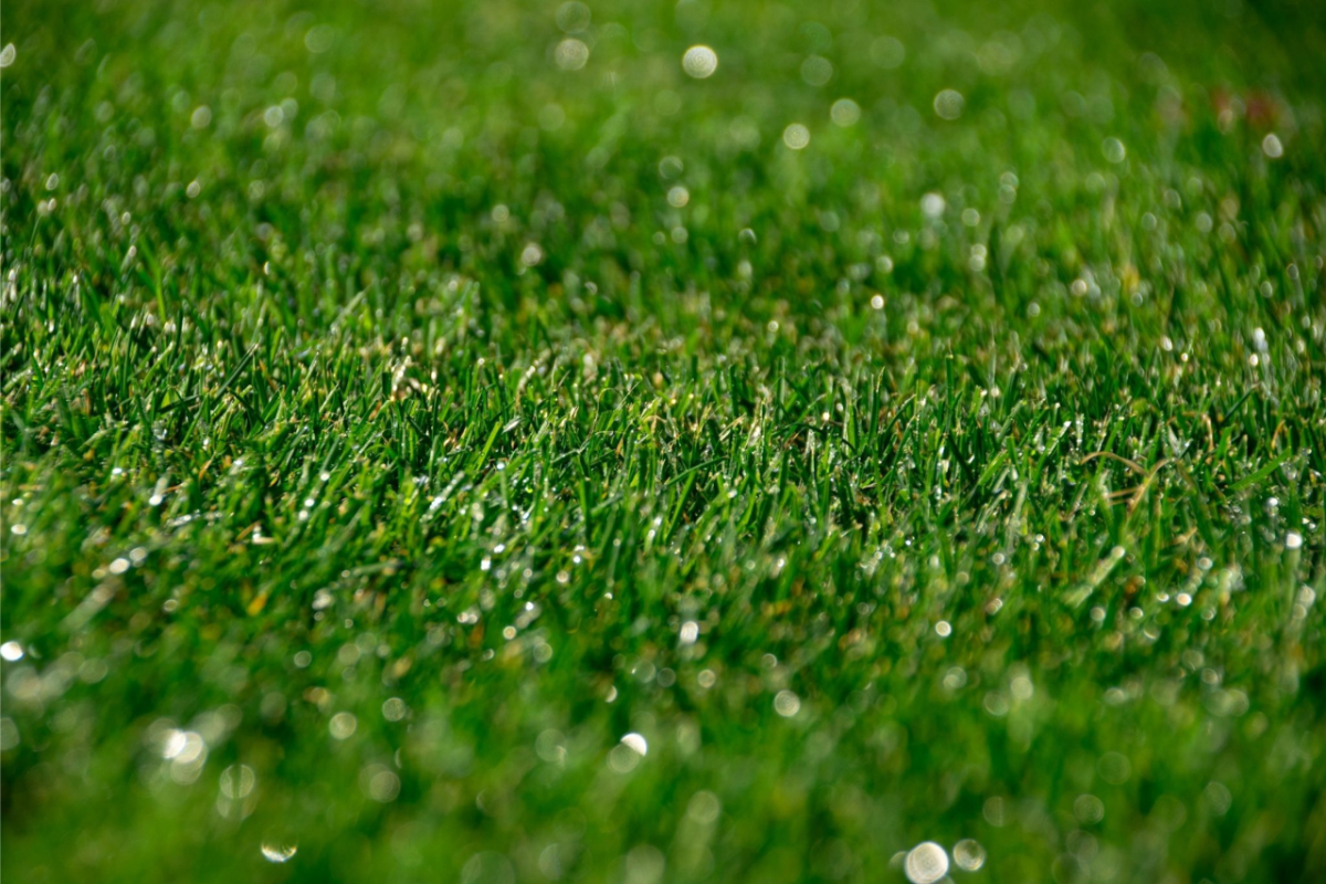 Close-up van premium graszoden